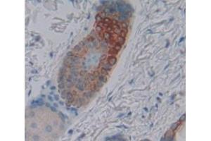 IHC-P analysis of Mouse Tissue, with DAB staining. (Desmocollin 1 Antikörper  (AA 135-340))