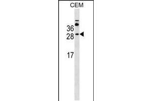 Western blot analysis in CEM cell line lysates (35ug/lane). (MS4A3 Antikörper  (AA 97-123))