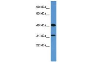 Image no. 1 for anti-Olfactory Receptor, Family 2, Subfamily W, Member 1 (OR2W1) (AA 247-296) antibody (ABIN6746675) (OR2W1 Antikörper  (AA 247-296))