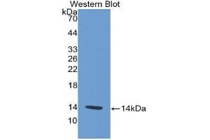 Western Blotting (WB) image for anti-Platelet Factor 4 (PF4) (AA 30-105) antibody (ABIN2118631) (PF4 Antikörper  (AA 30-105))