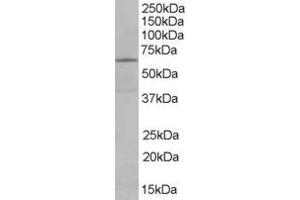 ABIN185287 staining (0. (EHD2 Antikörper  (C-Term))