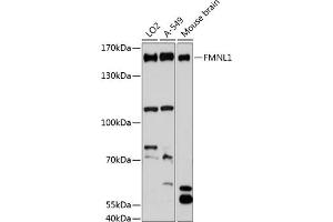 Western blot analysis of extracts of various cell lines, using FMNL1 antibody (ABIN6130398, ABIN6140708, ABIN6140709 and ABIN6216836) at 1:3000 dilution. (Formin-Like 1 Antikörper  (AA 900-1070))