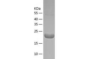 Western Blotting (WB) image for Polymerase (RNA) III (DNA Directed) Polypeptide H (22.9kD) (POLR3H) (AA 1-204) protein (His tag) (ABIN7124526)
