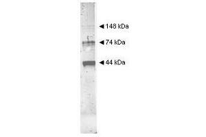 Image no. 1 for anti-Alcohol Dehydrogenase (ADH) (Internal Region) antibody (ABIN799748) (Alcohol Dehydrogenase (ADH) (Internal Region) Antikörper)