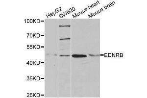 Western blot analysis of extracts of various cell lines, using EDNRB antibody. (EDNRB Antikörper  (AA 1-100))