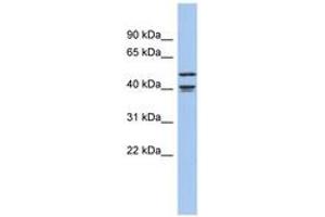 Image no. 1 for anti-Apolipoprotein B mRNA Editing Enzyme, Catalytic Polypeptide-Like 4 (Putative) (APOBEC4) (C-Term) antibody (ABIN6743939) (APOBEC4 Antikörper  (C-Term))