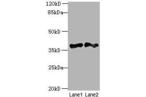 Western blot All lanes: DNAJB4 antibody at 2 μg/mL Lane 1: Hela whole cell lysate Lane 2: Mouse heart tissue Secondary Goat polyclonal to rabbit IgG at 1/10000 dilution Predicted band size: 38 kDa Observed band size: 38 kDa (DNAJB4 Antikörper  (AA 1-337))