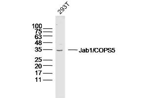 Human 293T lysates probed with Jab1 Polyclonal Antibody, Unconjugated  at 1:300 dilution and 4˚C overnight incubation.