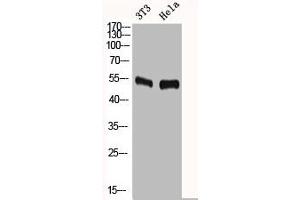 Western Blot analysis of NIH-3T3 HELA cells using c-Fos Polyclonal Antibody (c-FOS Antikörper  (N-Term))