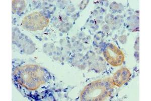 Immunohistochemistry of paraffin-embedded human pancreatic tissue using ABIN7175148 at dilution of 1:100 (Urotensin 2 Antikörper  (AA 35-124))