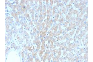 Formalin-fixed, paraffin-embedded human Liver stained with HSP60 Mouse Recombinant Monoclonal Antibody (rGROEL/780). (Rekombinanter HSPD1 Antikörper)