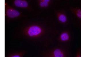 Immunofluorescence staining of methanol-fixed Hela cells using Cyclin B1(phospho-Ser147) Antibody. (Cyclin B1 Antikörper  (pSer147))