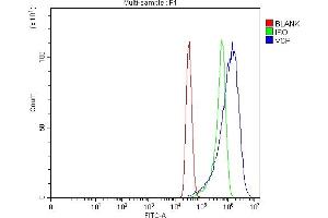 Flow Cytometry analysis of MCF-7 cells using anti-VCP antibody (ABIN7599605). (VCP Antikörper  (AA 10-512))