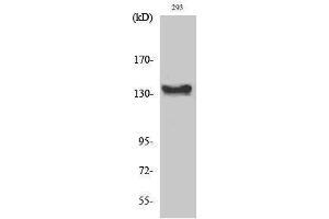 Western Blotting (WB) image for anti-C-Abl Oncogene 1, Non-Receptor tyrosine Kinase (ABL1) (C-Term) antibody (ABIN3183603) (ABL1 Antikörper  (C-Term))