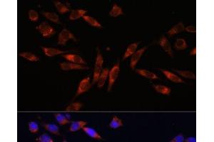 Immunofluorescence analysis of L929 cells using COL4A3 Polyclonal Antibody at dilution of 1:100. (COL4a3 Antikörper)