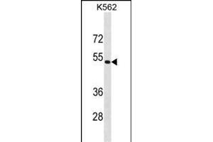 PSMD4 Antibody (C-term) (ABIN1881698 and ABIN2838852) western blot analysis in K562 cell line lysates (35 μg/lane). (PSMD4/ASF Antikörper  (C-Term))