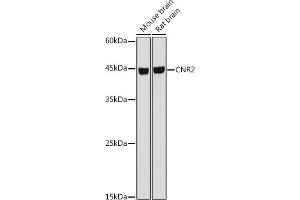 Western blot analysis of extracts of various cell lines, using CNR2 antibody (ABIN6133637, ABIN6138796, ABIN6138797 and ABIN6218862) at 1:1000 dilution. (CNR2 Antikörper  (AA 1-100))