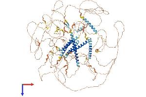 AKNA Protein (AA 1-1439) (His tag)