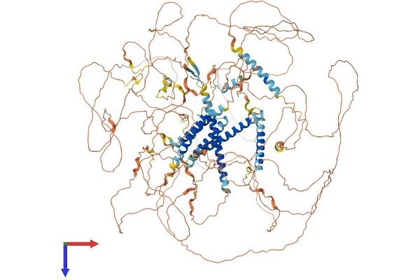 AKNA Protein (AA 1-1439) (His tag)