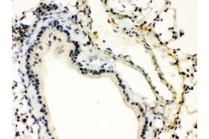 IHC testing of FFPE mouse lung with XBP1 antibody.
