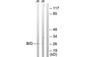 Western blot analysis of extracts from Jurkat cells treated with H2O2 100uM 30', using BID (Ab-78) Antibody.