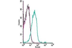 Cell surface detection of KV1.