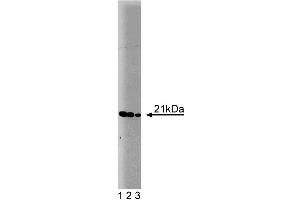 Western blot analysis of Bax on a HepG2 cell lysate (Human hepatocellular carcinoma, ATCC HB-8065). (BAX Antikörper  (AA 55-178))