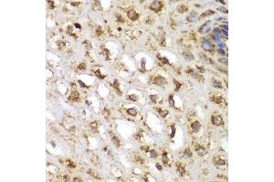 Immunohistochemistry (IHC) image for anti-serum/glucocorticoid Regulated Kinase 1 (SGK1) (AA 172-431) antibody (ABIN3021291) (SGK1 Antikörper  (AA 172-431))