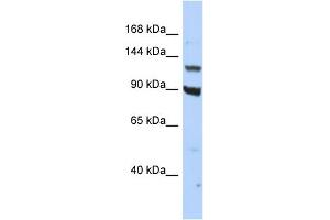 Host:  Rabbit  Target Name:  PER3  Sample Type:  HepG2 Whole cell lysates  Antibody Dilution:  1.