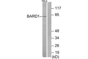 Western Blotting (WB) image for anti-BRCA1 Associated RING Domain 1 (BARD1) (N-Term) antibody (ABIN1850409) (BARD1 Antikörper  (N-Term))