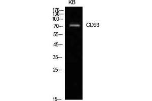 Western Blot (WB) analysis of KB cells using CD93 Polyclonal Antibody. (CD93 Antikörper  (Internal Region))