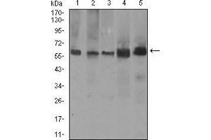 Western blot analysis using PDE1B mouse mAb against A549 (1), SK-MES-1 (2), PC-12 (3), NIH3T3 (4), and 3T3-L1 (5) cell lysate.