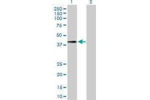 Western Blot analysis of MTFR1 expression in transfected 293T cell line by MTFR1 MaxPab polyclonal antibody. (MTFR1 Antikörper  (AA 1-333))