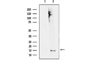 anti-Morf4 Family Associated Protein 1 (MRFAP1) (Internal Region) antibody