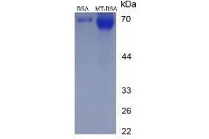 Image no. 2 for Melatonin (MT) protein (BSA) (ABIN1880108) (Melatonin Protein (MT) (BSA))