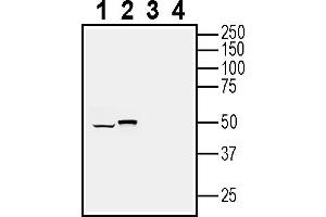 Western blot analysis of human glioblastoma  MG cell line lysate (lanes 1 and 3) and mouse  microglia cell line lysate (lanes 2 and 4):1-2. (RGMA Antikörper  (Extracellular))
