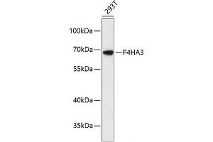 Western blot analysis of extracts of 293T cells using P4HA3 Polyclonal Antibody at dilution of 1:3000. (P4HA3 Antikörper)