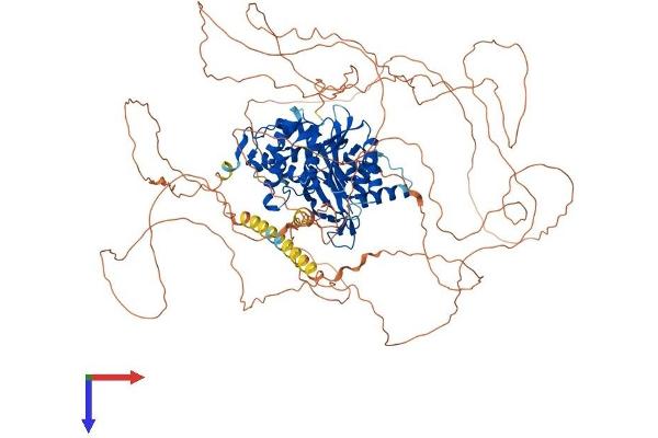 USP53 Protein (AA 1-1069) (His tag)