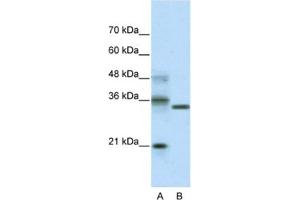 Western Blotting (WB) image for anti-Hairy and Enhancer of Split 4 (HES4) antibody (ABIN2461261) (HES4 Antikörper)