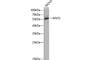 Western blot analysis of extracts of SKOV3 cells, using WNT2 Antibody (ABIN6130801, ABIN6150239, ABIN6150241 and ABIN6221571) at 1:1000 dilution. (WNT2 Antikörper  (AA 26-360))