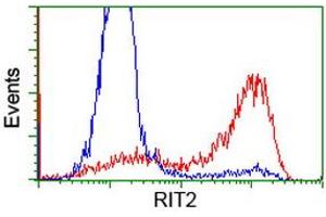 HEK293T cells transfected with either RC205367 overexpress plasmid (Red) or empty vector control plasmid (Blue) were immunostained by anti-RIT2 antibody (ABIN2453599), and then analyzed by flow cytometry. (RIT2 Antikörper)