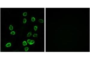 Immunofluorescence (IF) image for anti-ATP Synthase, H+ Transporting, Mitochondrial Fo Complex, Subunit C3 (Subunit 9) (ATP5G3) (AA 1-50) antibody (ABIN1534664)
