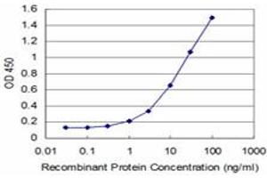Detection limit for recombinant GST tagged MEF2A is approximately 1ng/ml as a capture antibody. (MEF2A Antikörper  (AA 71-170))