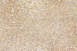 IHC analysis of GUSB using anti-GUSB antibody (ABIN7599854). (Glucuronidase beta Antikörper  (AA 122-575))