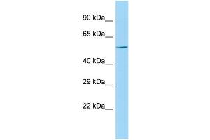 KPNA7 Antikörper  (C-Term)