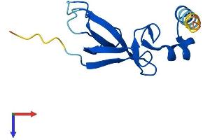 CDPF1 Protein (AA 1-119) (His tag)
