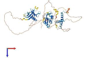 SH2B3 Protein (AA 1-575) (His tag)