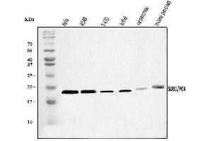 Western blot analysis of PC4/SUB1 using anti-PC4/SUB1 antibody (ABIN7602186). (SUB1 Antikörper  (AA 62-127))
