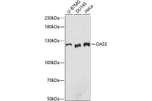 Western blot analysis of extracts of various cell lines, using O antibody (ABIN7265319) at 1:3000 dilution. (OAS3 Antikörper  (AA 320-620))