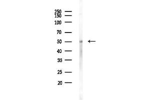 anti-Forkhead Box F2 (FOXF2) (Internal Region) antibody